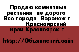 Продаю комнатные растения  не дорого - Все города, Воронеж г.  »    . Красноярский край,Красноярск г.